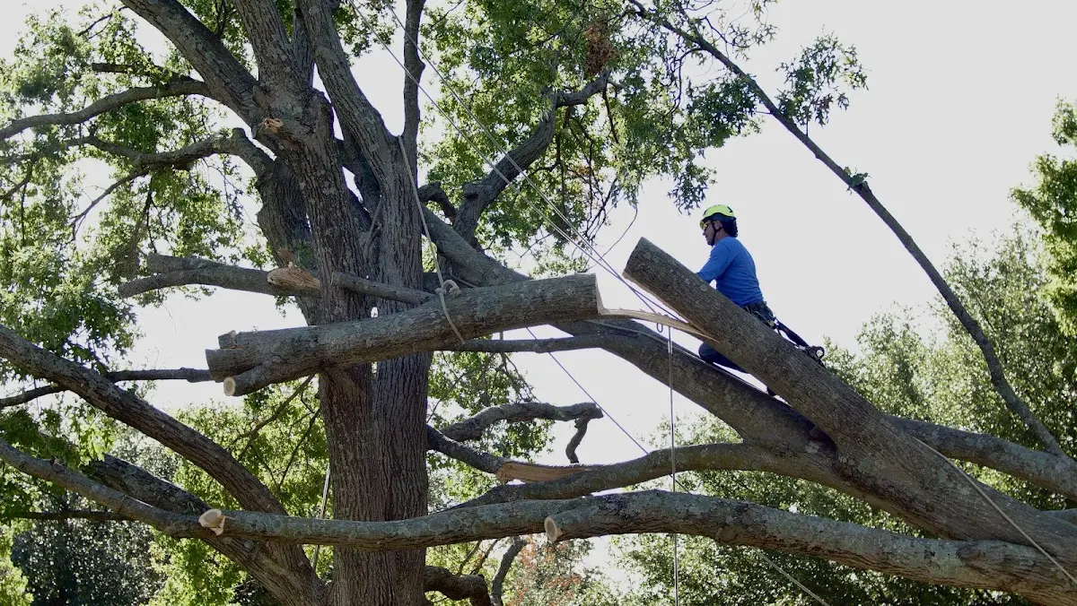 Professional Crown Thinning performed by certified arborists in New Concord